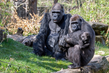 Close up shot of a western Lowland Gorillas family