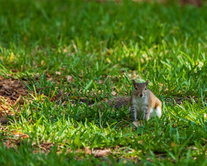 Squirrel on the green grass
