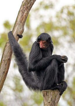 Red-faced spider monkey, Ateles paniscus, also known as the Guiana spider monkey or red-faced black spider monkey