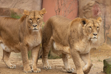 Obraz na płótnie Canvas lion and lioness