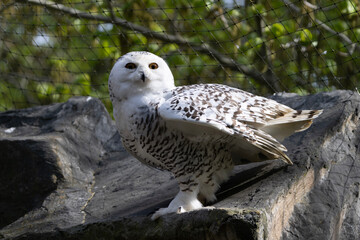 barn owl