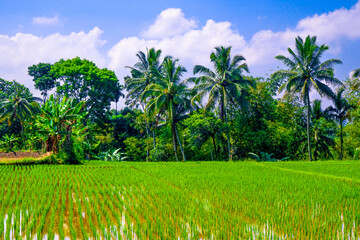 Obraz premium Coconut trees and the rice fields with blue sky background
