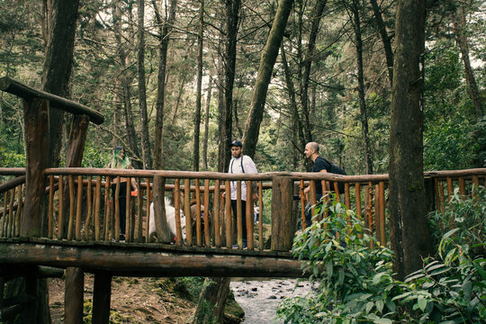 People and dogs crossing a wooden log bridge over a river