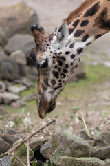 close up of a giraffe