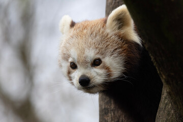 close up of a panda