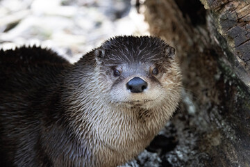 otter on a tree