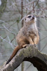 meerkat on guard