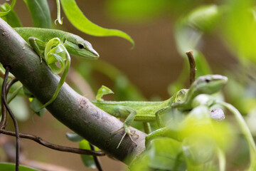 green lizard on a branch