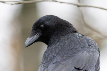 close up of a pigeon