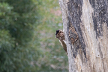 macaque on a tree