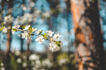 Beautiful flowering branch close-up in a pine forest