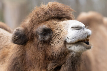 camel close up
