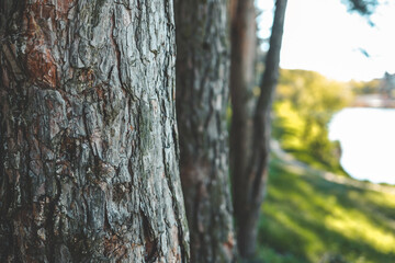 Pine forest background, spring nature