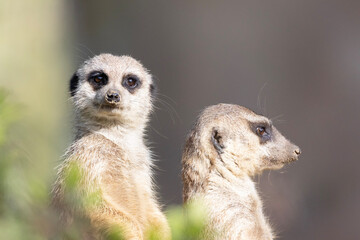 Fototapeta premium meerkat on guard