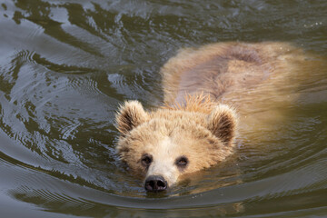 brown bear in water