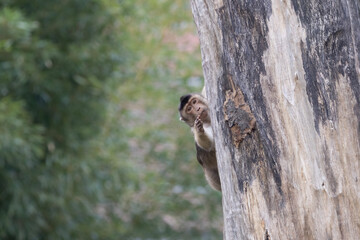macaque on a tree trunk