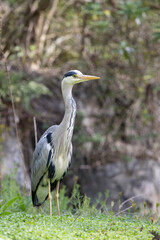 great blue heron