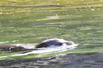 Naklejka premium seal in the water