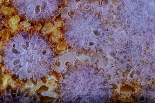 coral skeleton fossil crystal jade agate texture detail