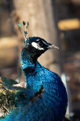 close up of peacock