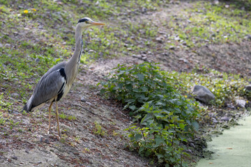 great blue heron