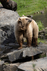 brown bear in the forest