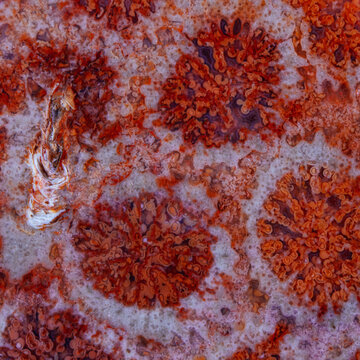 coral skeleton fossil crystal jade agate texture detail