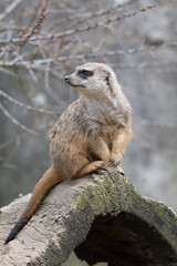 meerkat on guard