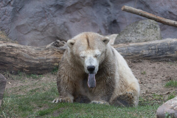 polar bear cub
