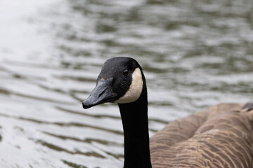 country goose branta canadensis