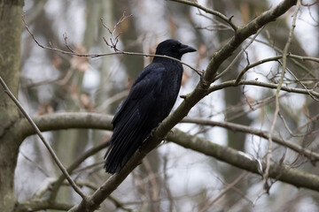 black blackbird