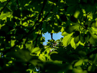 Kastanienbaum im Frühjahr