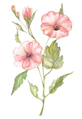 Hibiscus flower isolated on white, watercolor painted illustration with pink red flowers and bud.