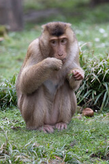 macaque