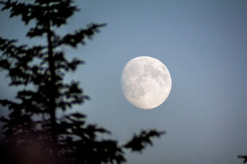 Fototapeta na wymiar moon behind the tree