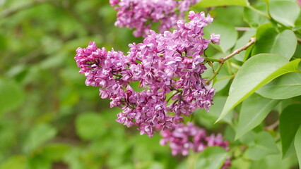 Close-up shot of a purple lilac