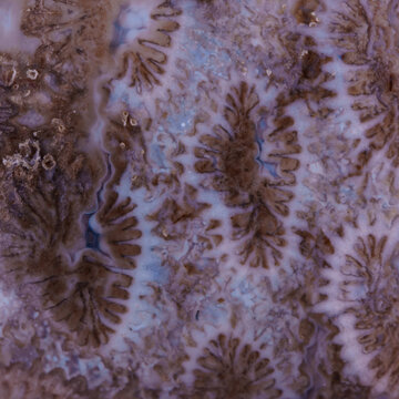 coral skeleton fossil crystal jade agate texture detail