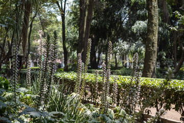 Central Alameda park morning in Mexico city in morning sunlight