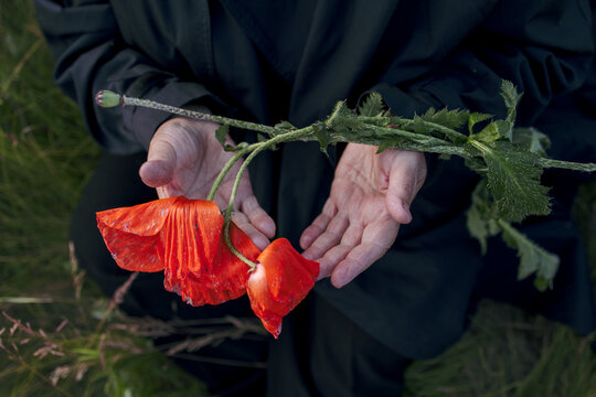 A woman's hands hold a poppy flower 