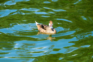 Close up wood duck waterbird aix sponsa on the water. Selective focus. Water bird wallpaper...