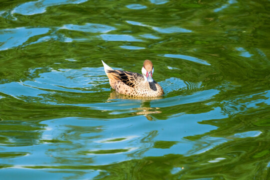 Close up wood duck waterbird aix sponsa on the water. Selective focus. Water bird wallpaper background.