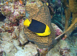 Rock Beauty Angelfish grazing on the reef