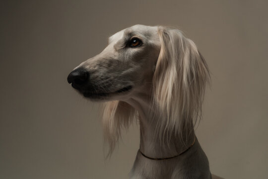 Studio Portrait Of White Dog Looking Aside