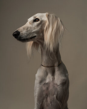 Studio Portrait Of White Saluki Dog Looking Aside