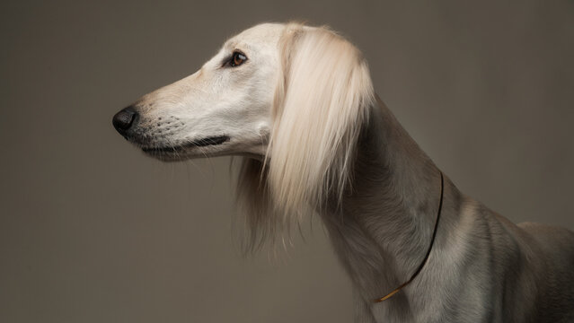 Studio Portrait Of White Saluki Dog 