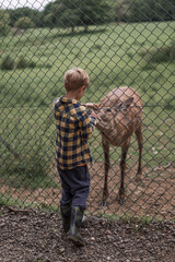 Boy Feeding Deer in the Deer Park