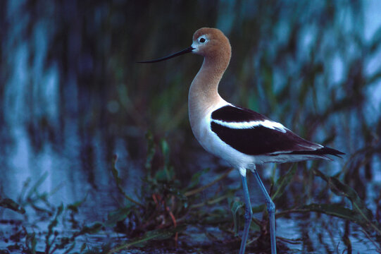 American Avocet (recurvirostra americana) near nest North Dakota
