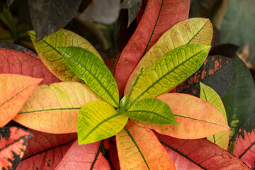 colorful leaves closeup