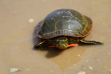 Chrysemys Picta a male Painted Turtle crawls around in water, sandy dirt road, and grass during sunny spring weather. 