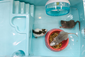 Rats in a house in a pet store